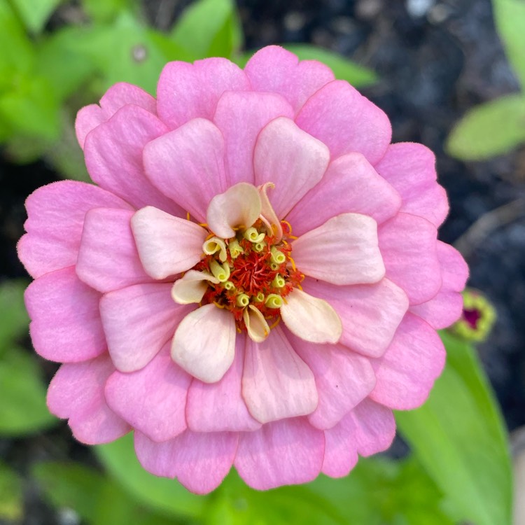 plant image 1659363 plant image 1659363