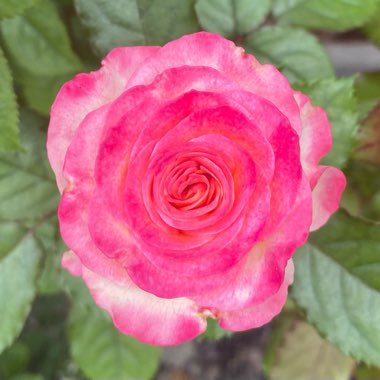 Rose (Floribunda)