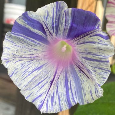 Morning Glory 'Carnival de Venezia'
