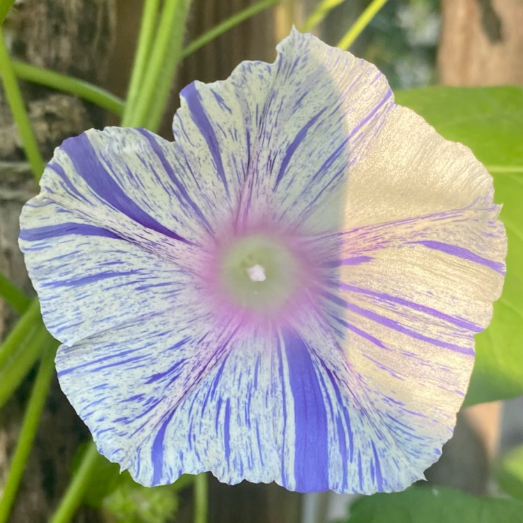 plant image 1660008 plant image 1660008