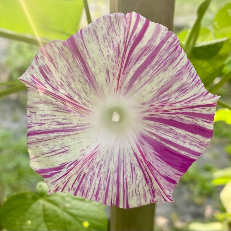 plant image 1660009 plant image 1660009