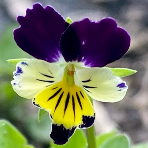 plant image 1660010