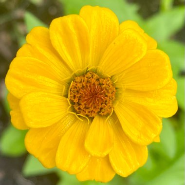 Zinnia