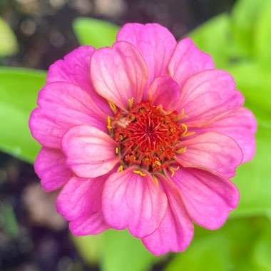 Zinnia