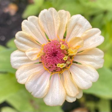 Zinnia