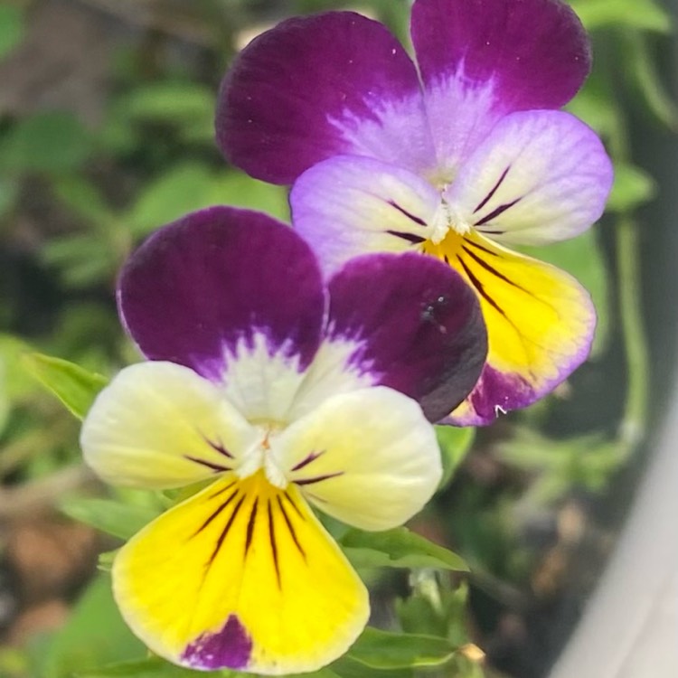 plant image 1711203