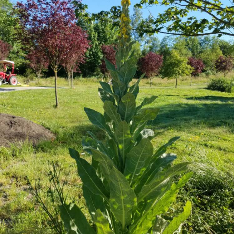plant image 461041