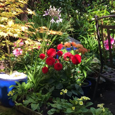 Linda's garden