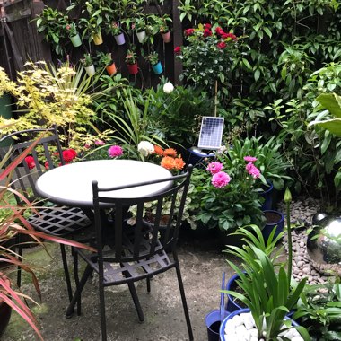 Linda's garden