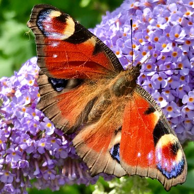 Butterfly Bush