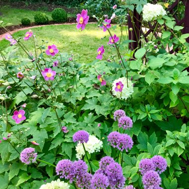 Linda's garden