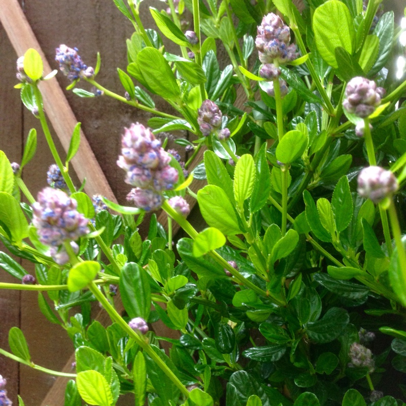 Ceanothus thyrsiflorus 'Skylark'