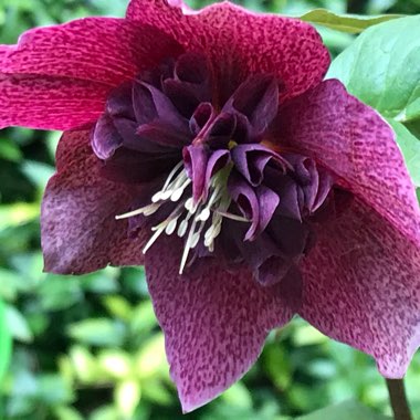 Hellebore (Species) Hybrid Hellebore