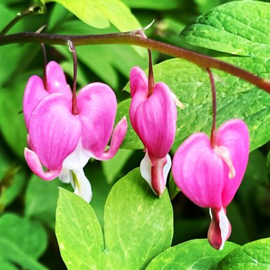 Bleeding Heart