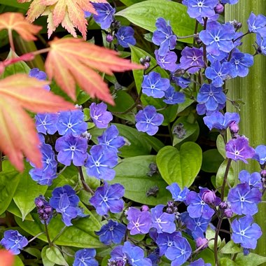 Linda's garden
