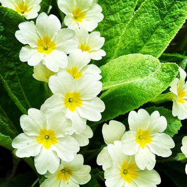 Native Primrose