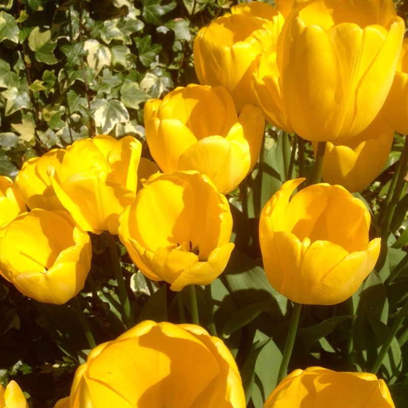 Plant image Tulipa 'Golden Parade'