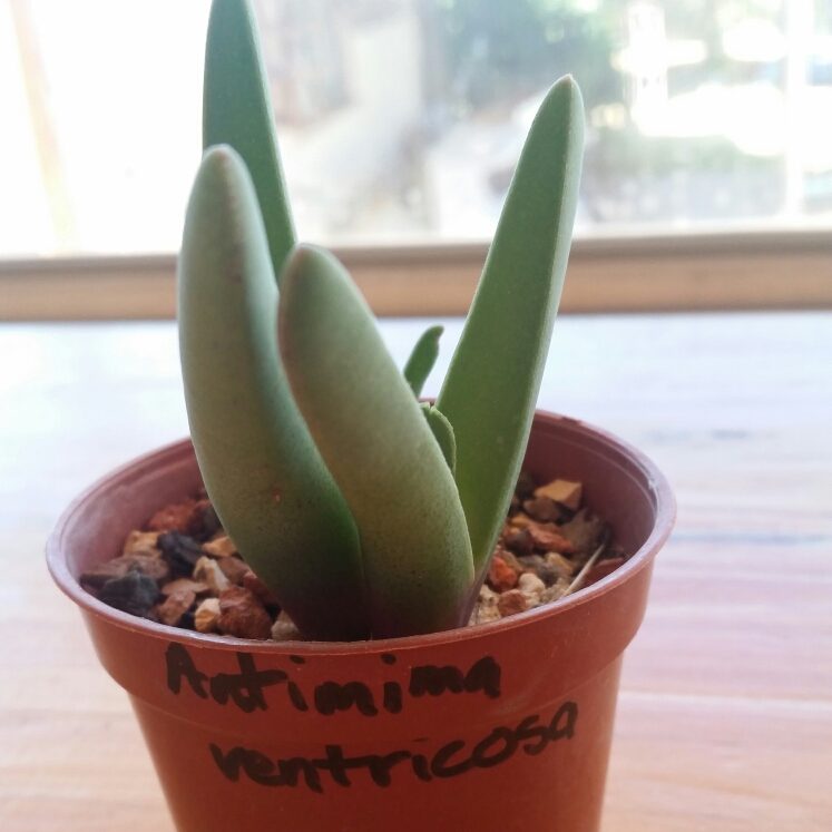 plant image 678757
