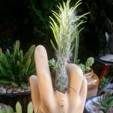 Clothed Opuntia