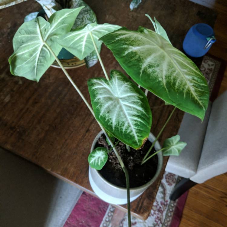 Plant image Caladium 'Aaron'