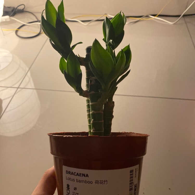Plant image Dracaena compacta