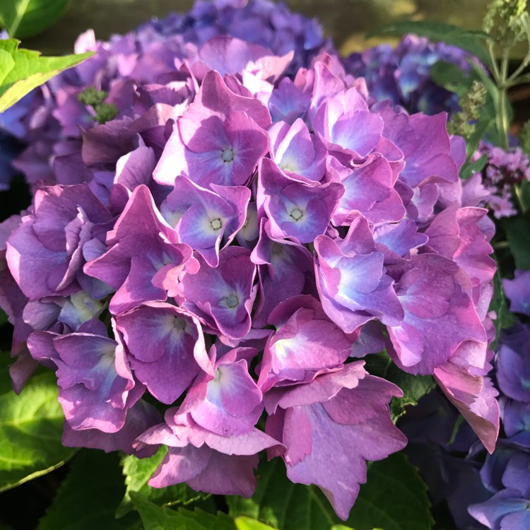 plant image 457003