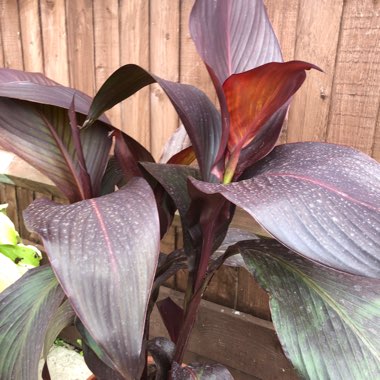 Canna 'Lon01' syn. Canna 'Tropicanna Black'
