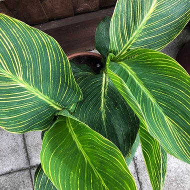 Canna 'Mactro' syn. Canna 'Tropicanna Gold'