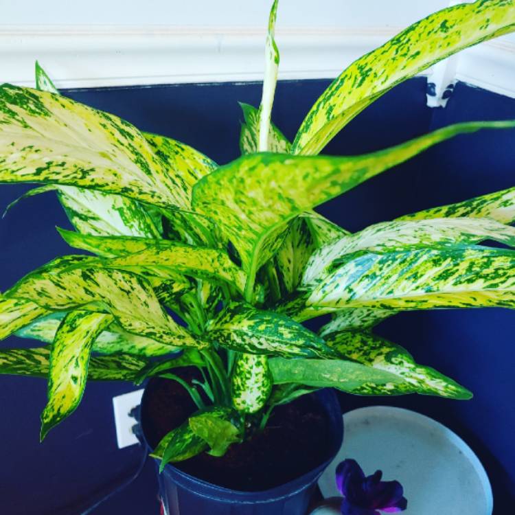 Plant image Dieffenbachia 'Star Bright'