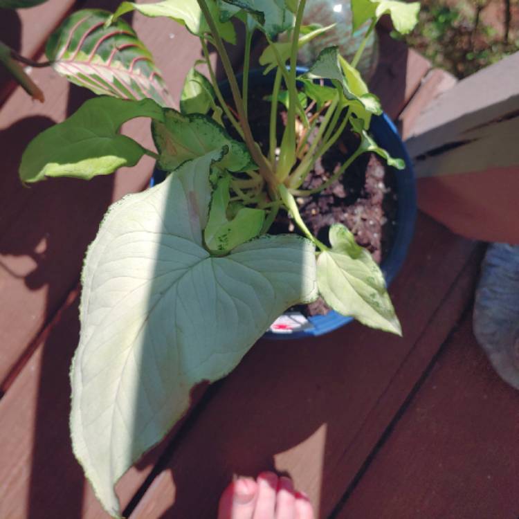 Plant image Syngonium podophyllum 'Holly'