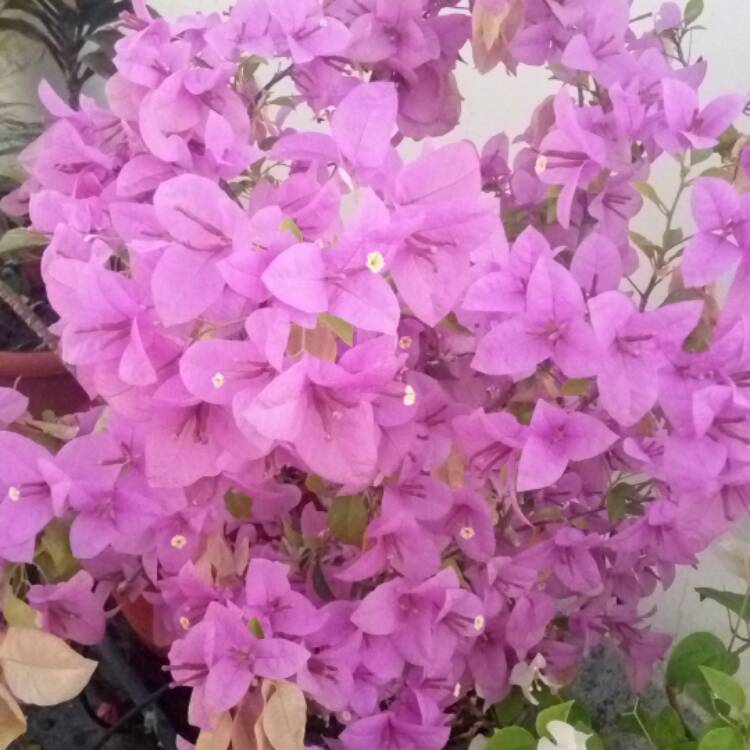 plant image 588015