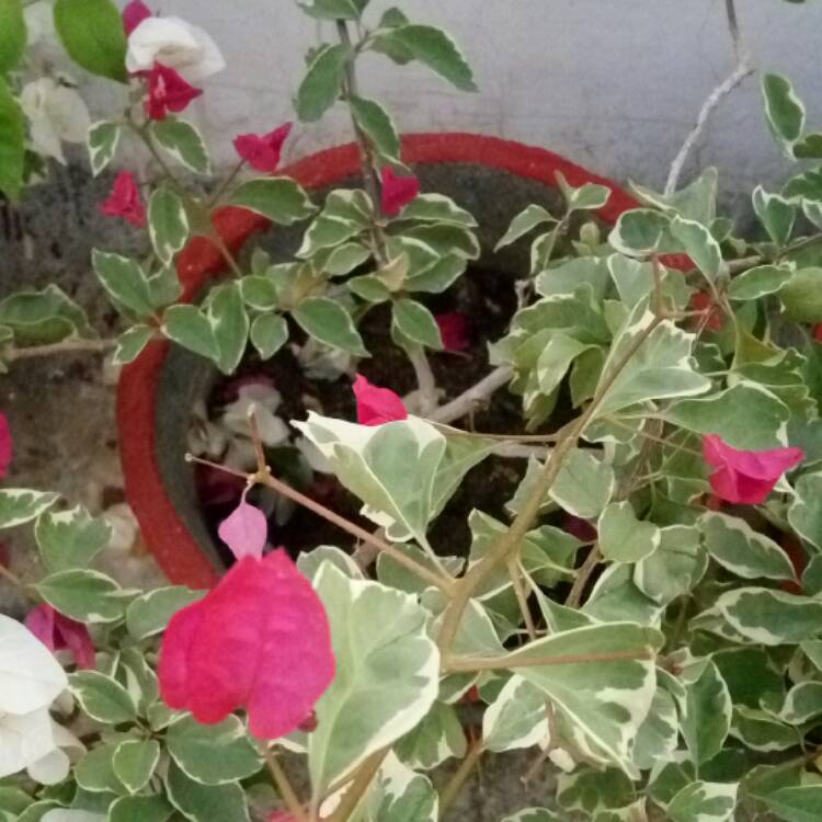 plant image 588018