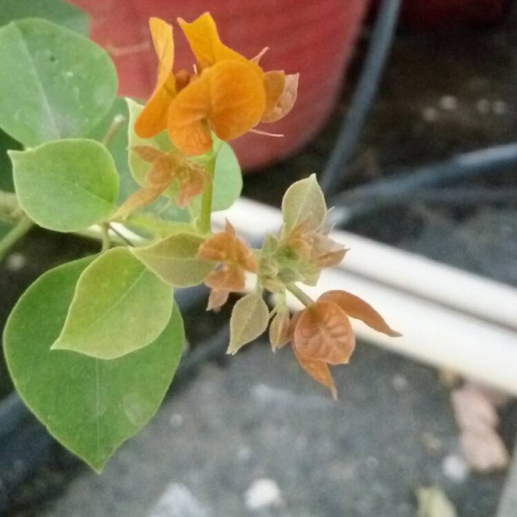 Plant image Bougainvillea 'California Gold'