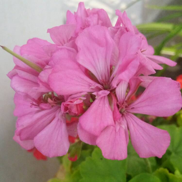 Plant image Geranium clarkei 'Kashmir Purple'