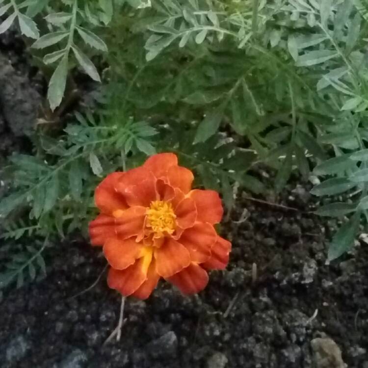 Plant image Tagetes patula x erecta 'Triploid Red'