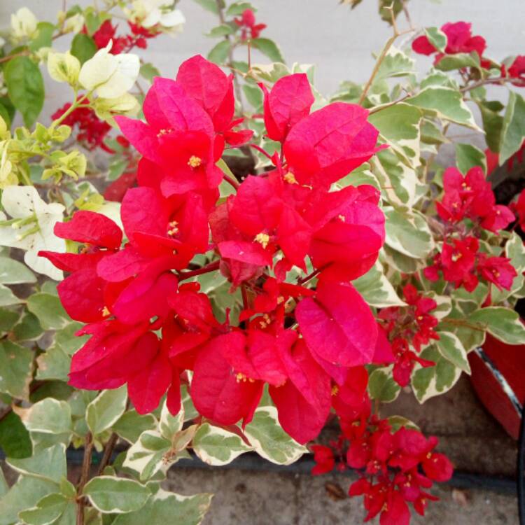 Plant image Bougainvillea 'Vera Variegata'