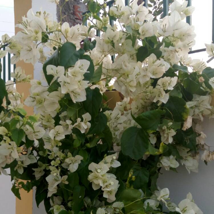 Plant image Bougainvillea 'White Cascade'