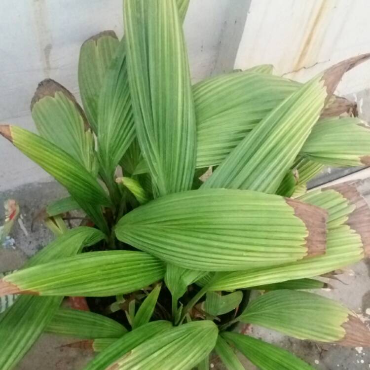 Plant image Licuala grandis