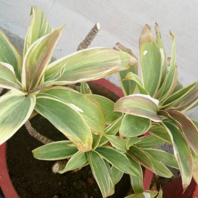 Plant image Cordyline Fruticosa 'Mocha Latte'