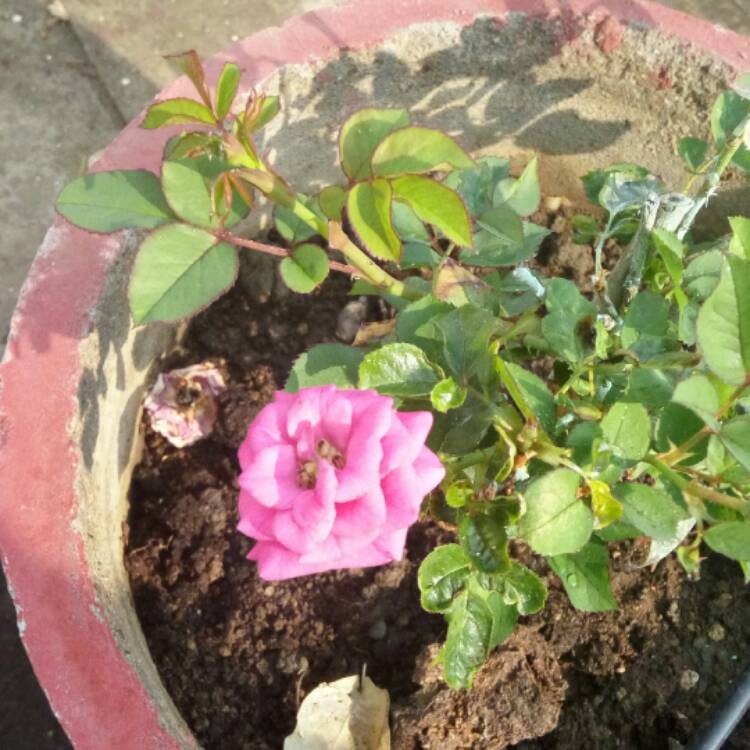 plant image 590744