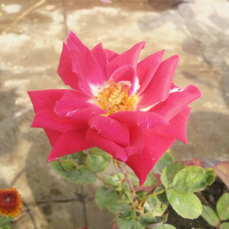 Plant image Rosa 'Pink Tiara'