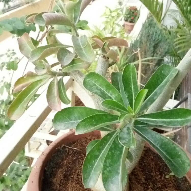 Plant image Adenium 'Milk Shake'