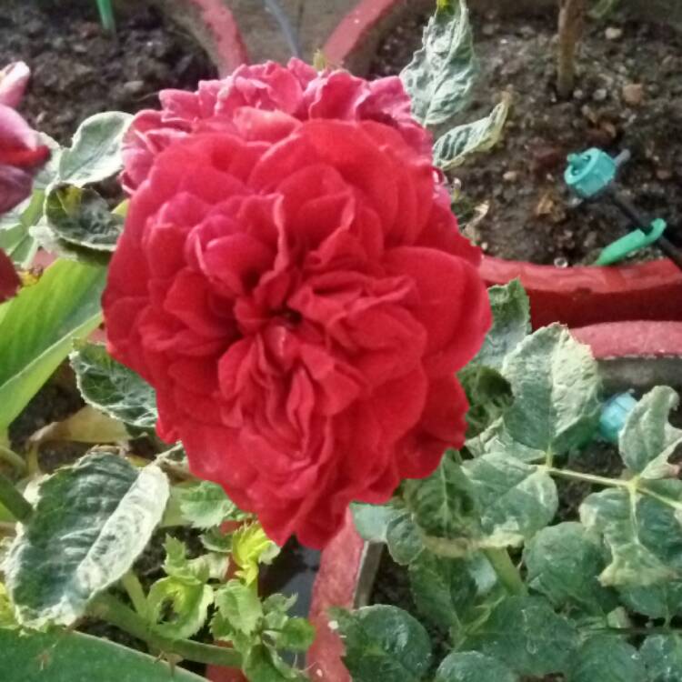 Plant image Camellia japonica 'Rosedale's Beauty'