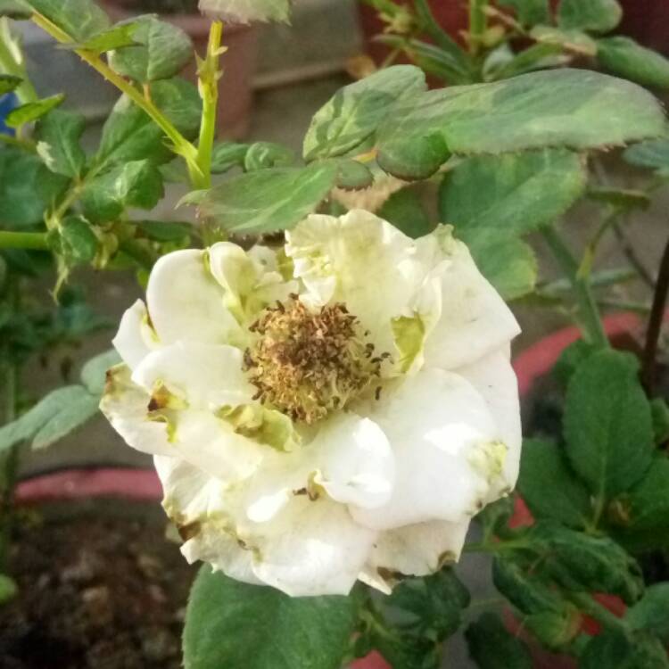 plant image 592233
