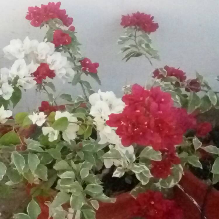 Plant image Bougainvillea 'Vera Variegata'