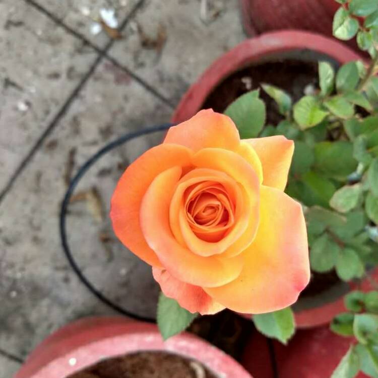 plant image 598959
