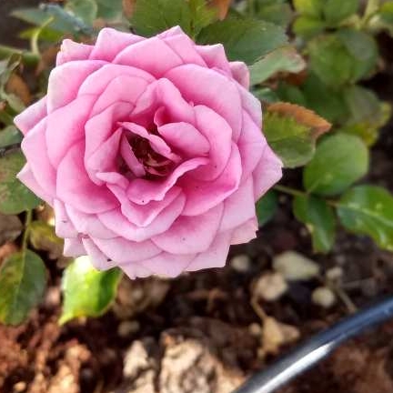 plant image 598961