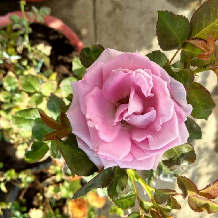 Plant image Rosa 'The Children's Rose'
