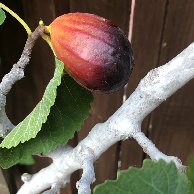 Plant image Ficus carica 'Brown Turkey'