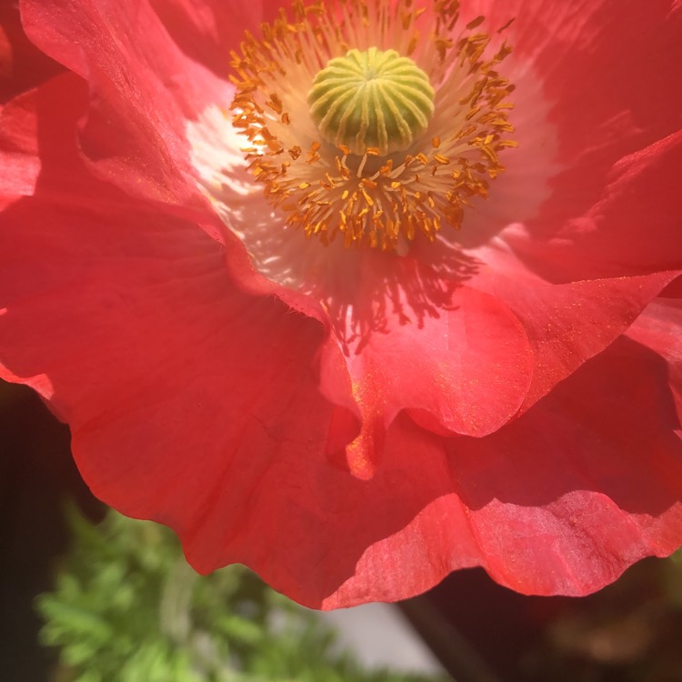 plant image 1279188 plant image 1279188